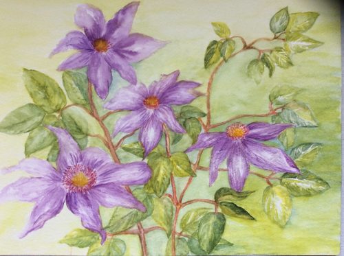 Dorothy, Clematis, watercolour.